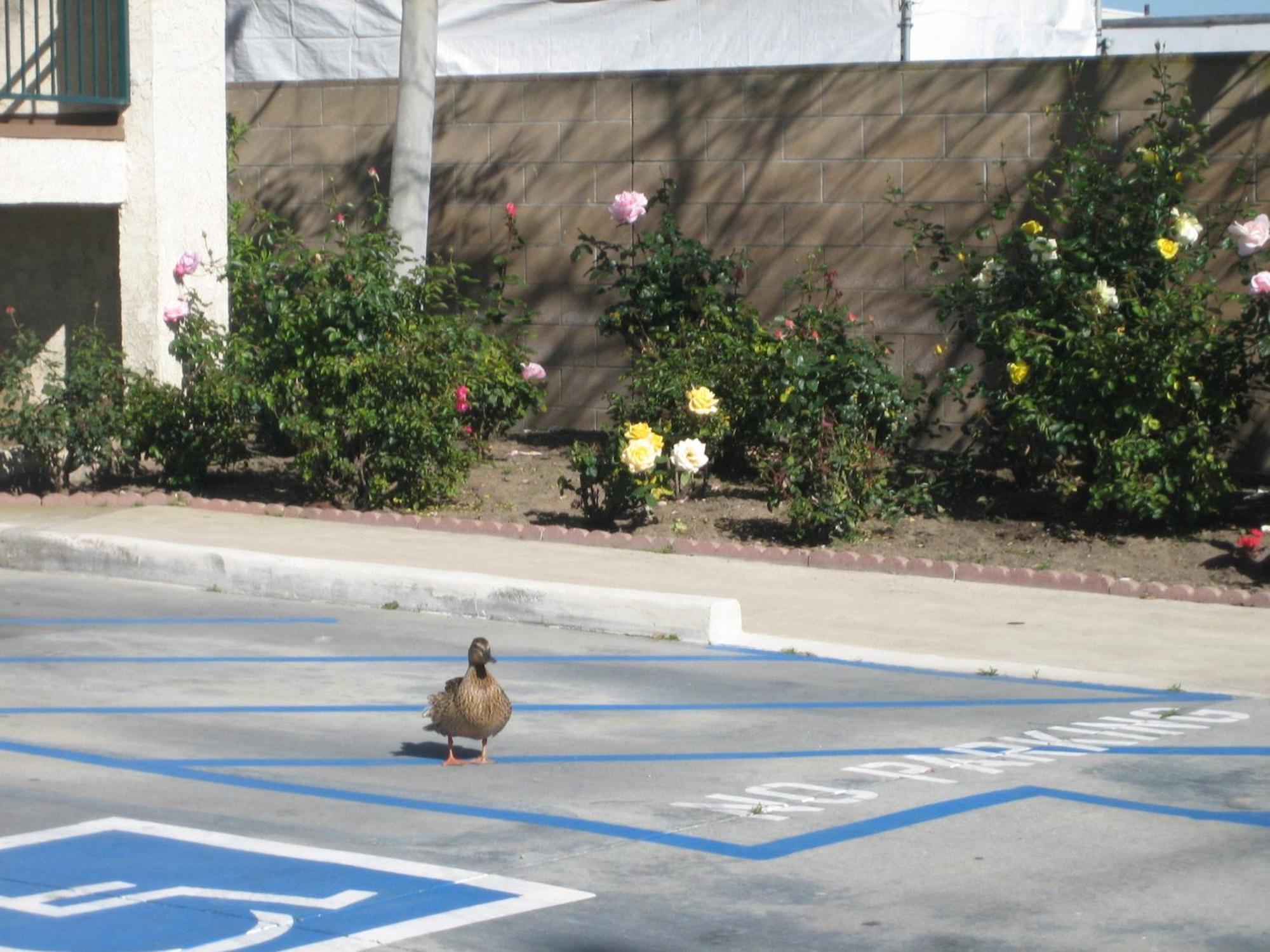 Oceanview Motel Huntington Beach Eksteriør bilde